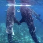 海洋生物分享空间